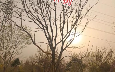 沙漠玫瑰用什么盆栽好？2026年最全选盆指南