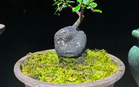 金弹子用什么盆栽好看？选对盆形与颜色，观赏价值翻倍