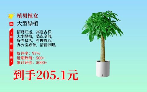 发财树盆栽什么价格？2024年市场行情与选购指南