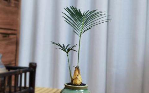 盆栽铁树有什么好处？家庭养护的5大实战价值与注意事项