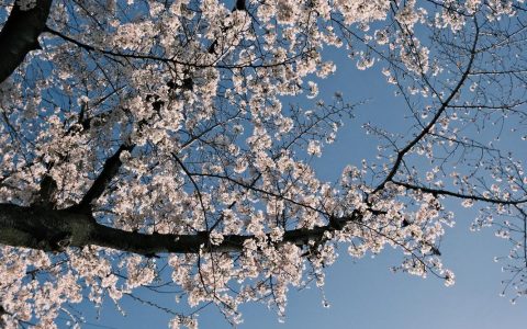 樱花深处探秘：如何养护与识别樱花品种