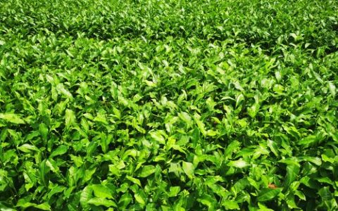 茶叶苗需要什么肥料？科学养护全攻略