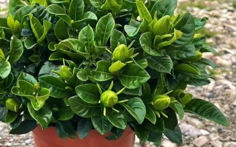 营养土种栀子花可以吗？栀子花专用土壤配置与养护指南