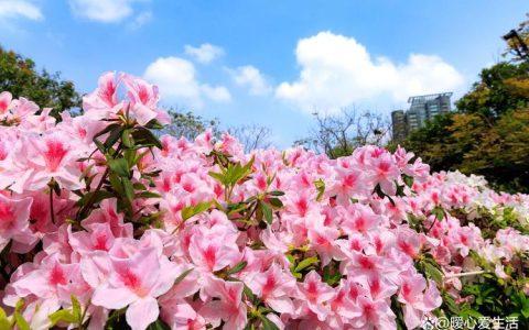杜鹃花冬天耐寒多少度？南北气候区划与安全越冬实操指南