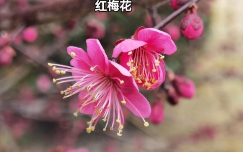 红梅腊梅是一种花吗？红梅与腊梅的区别及种植指南