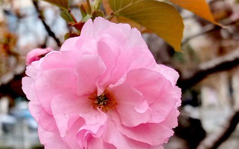 樱花品种有多少？2026年主流樱花品种对比与选购指南