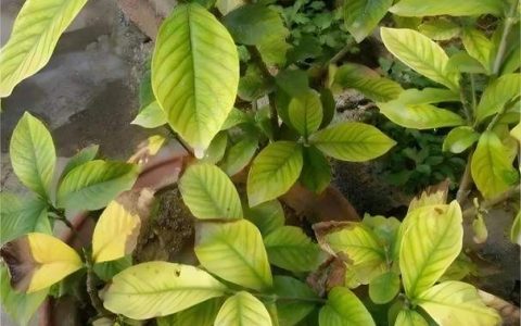 栀子花叶片变黄怎么办？5个原因及解决办法（2026年最新）