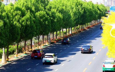 道路绿化用什么树种？市政工程苗木选型、密度与养护全指南