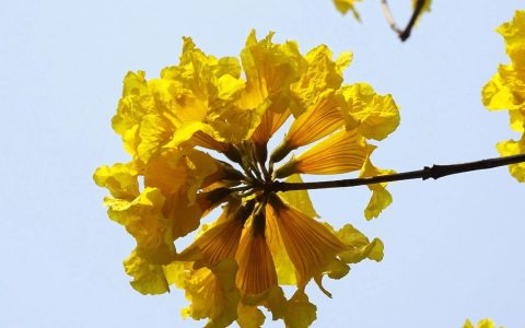 黄花风铃木像什么？形态特征与辨识全攻略