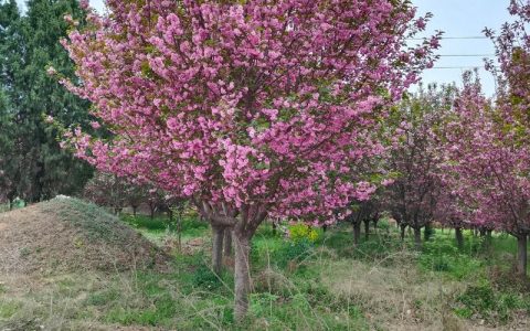 樱花树苗哪个好？2026年主流品种对比与选购指南