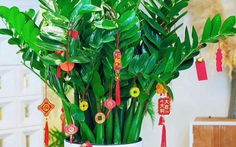 金钱树用什么盆栽最好？选对盆不烂根，新手也能养爆盆