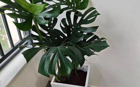龟背竹用什么盆栽最好？选对盆器是养出大叶片的关键