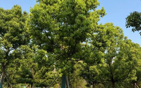 香樟树和樟树的区别解析：同一种植物还是不同品种？