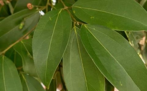 樟树和香樟树有区别吗？一文讲清两者的真实关系与种植要点