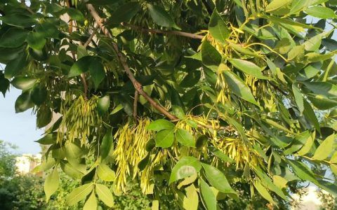 白蜡树俗称青杨：乔木种植、移栽与养护全攻略