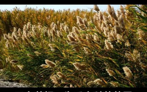 芦苇根价格是多少？规格、产地、用量影响报价