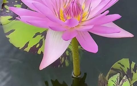 睡莲花期有多长时间？详解不同品种的观赏期与延长养护技巧