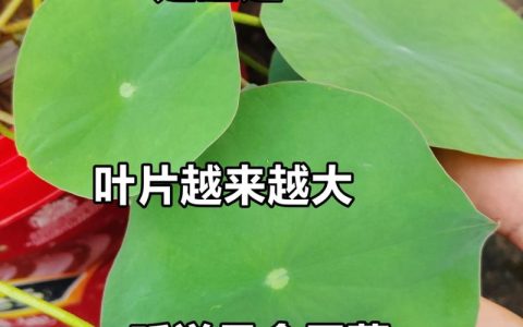 碗莲和睡莲的区别在哪里？6维度对比与养护指南