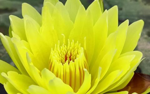 睡莲的花期能开多长时间？延长观赏期与品种选择指南
