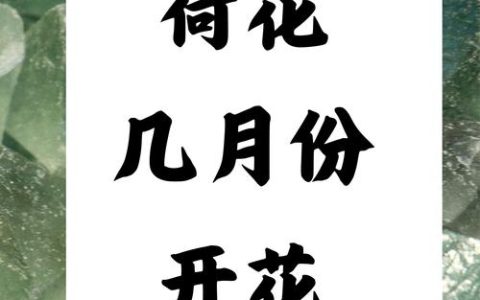 荷花一般几月份开花？详解花期规律与促花养护技巧