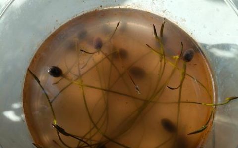 一个盆里种6个碗莲还能活吗？高密度种植的实操技巧与注意事项
