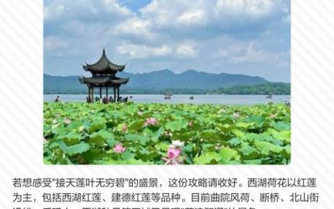 荷花一般是几月份开花？全攻略解析花期与养护技巧
