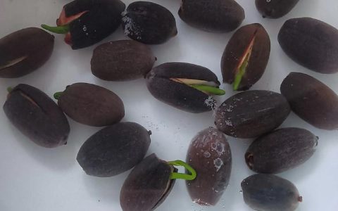 睡莲不开花是什么原因？4大类原因排查与解决方案
