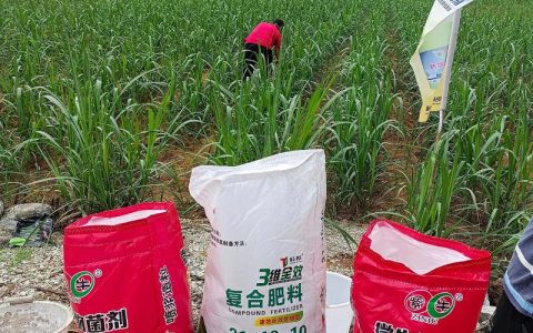 甘蔗施什么肥料最好？科学施肥全攻略，产量翻倍秘籍