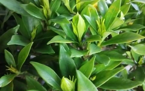 大叶栀子花一年开几次花？花期管理与促花技巧全解析