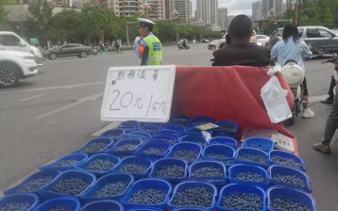 蓝莓市场价格多少钱一斤