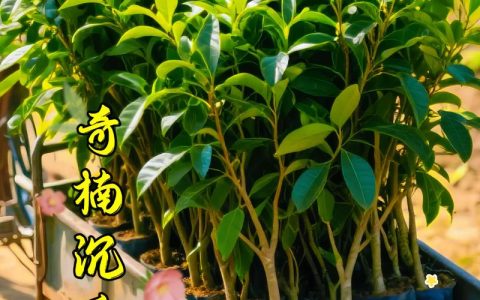 小叶紫檀（印度紫檀）植物百科