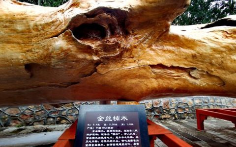 1000年金丝楠木能长多大？价值多少？种植与养护全指南