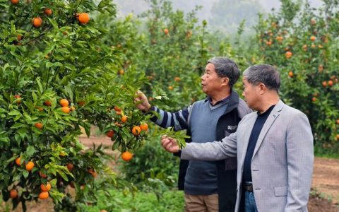 沃柑种植技术与管理：从选种到成活的完整指南