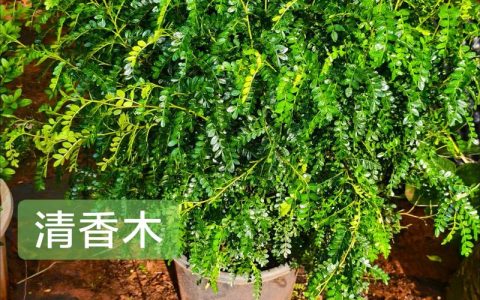 寻找离我最近的绿植批发市场？这份专业采购指南助你避坑