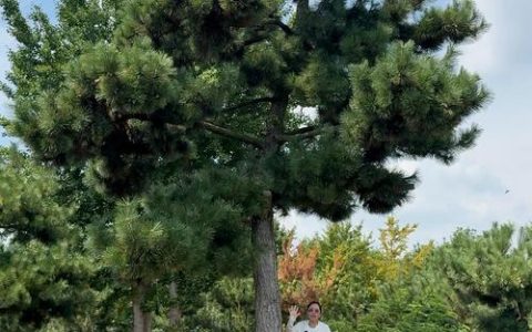 黑松树价格多少钱一棵？规格、产地与季节影响报价