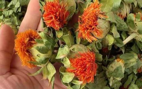 红花果路边卖300元一斤？揭秘高价值果树种植技术与品种选择