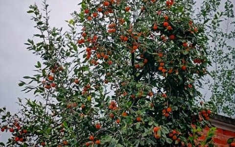 柿子树种植大忌：避开这三大“坑”位置，高产稳产有保障