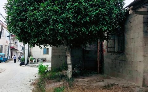 为什么门前不栽桂花树？风水说法与养护真相大揭秘