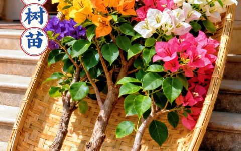 三角梅小苗当年能开花吗？掌握这5个关键点，当年就能爆盆