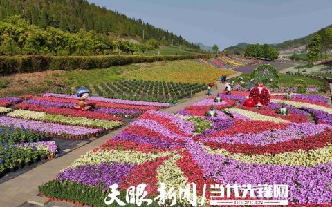 菊花产地哪里最好？浙江桐乡与云南切花菊栽培全攻略