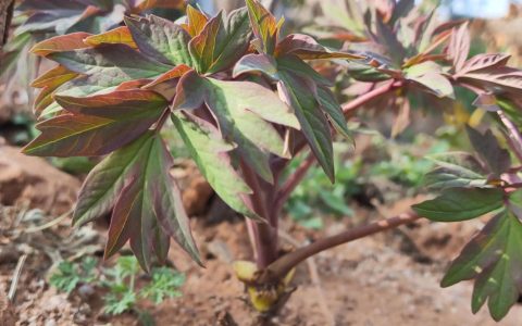 牡丹花种子怎样种植才能发芽？牡丹种子播种育苗全流程指南