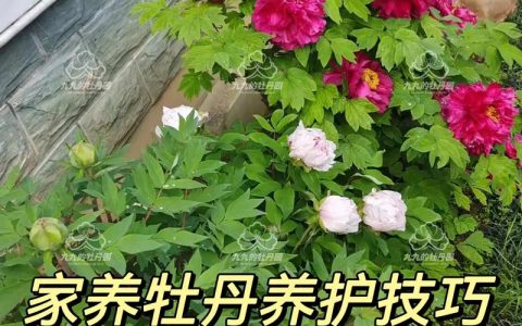 牡丹花怎么养殖方法：盆栽地栽全攻略