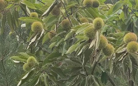 板栗什么时候成熟？2026年各品种成熟期及采摘指南