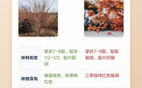 红枫与鸡爪槭的区别详解：家庭园艺如何选？
