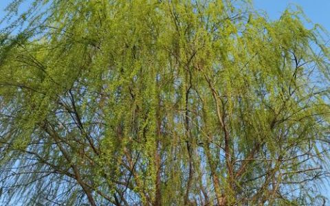 柳树就像什么的小姑娘？揭秘垂柳特性与庭院种植指南