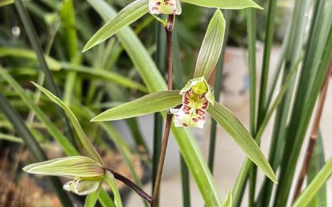 叶最细的兰花品种推荐：6种细叶兰花对比与养护指南