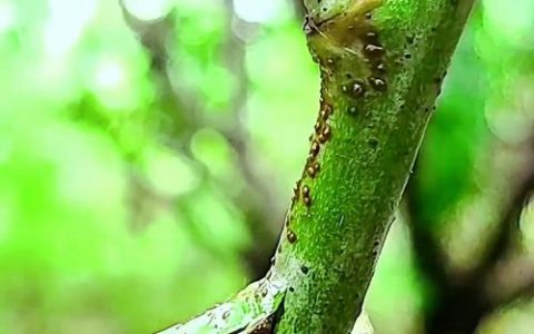 月季嫁接成活率最高的方法：芽接与枝接技术详解