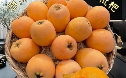 春花枇杷品种介绍：早熟优良品种推荐与栽培指南
