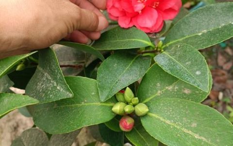 茶花开花季节是几月？山茶花花期管理全攻略