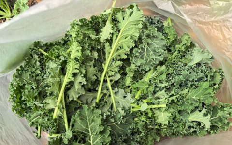 羽衣甘蓝什么时候喝最好？科学饮用时间表与注意事项